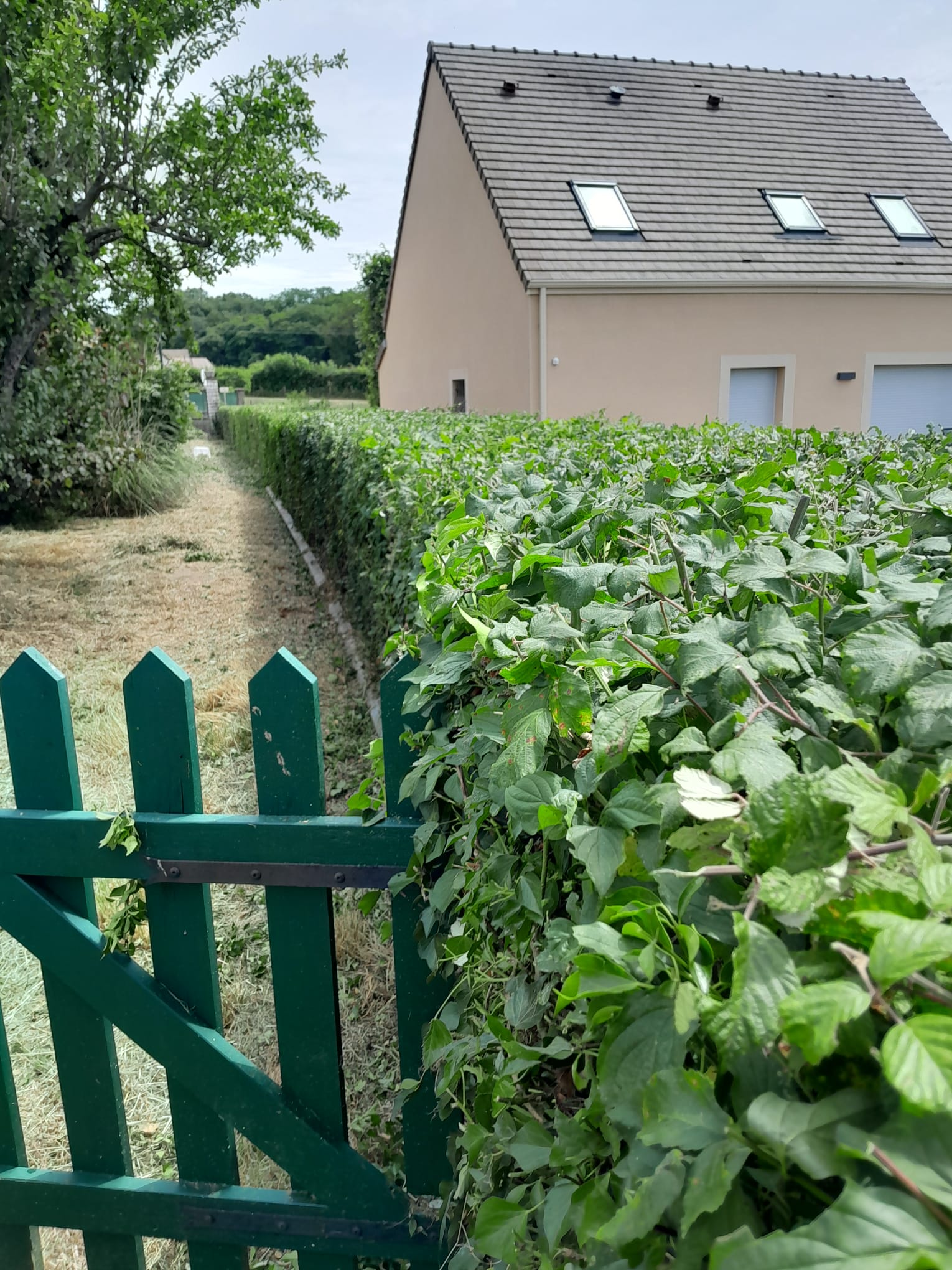Taille de haie et passage entretenu autour d’une maison